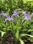 Image of Dwarf Lake Iris 